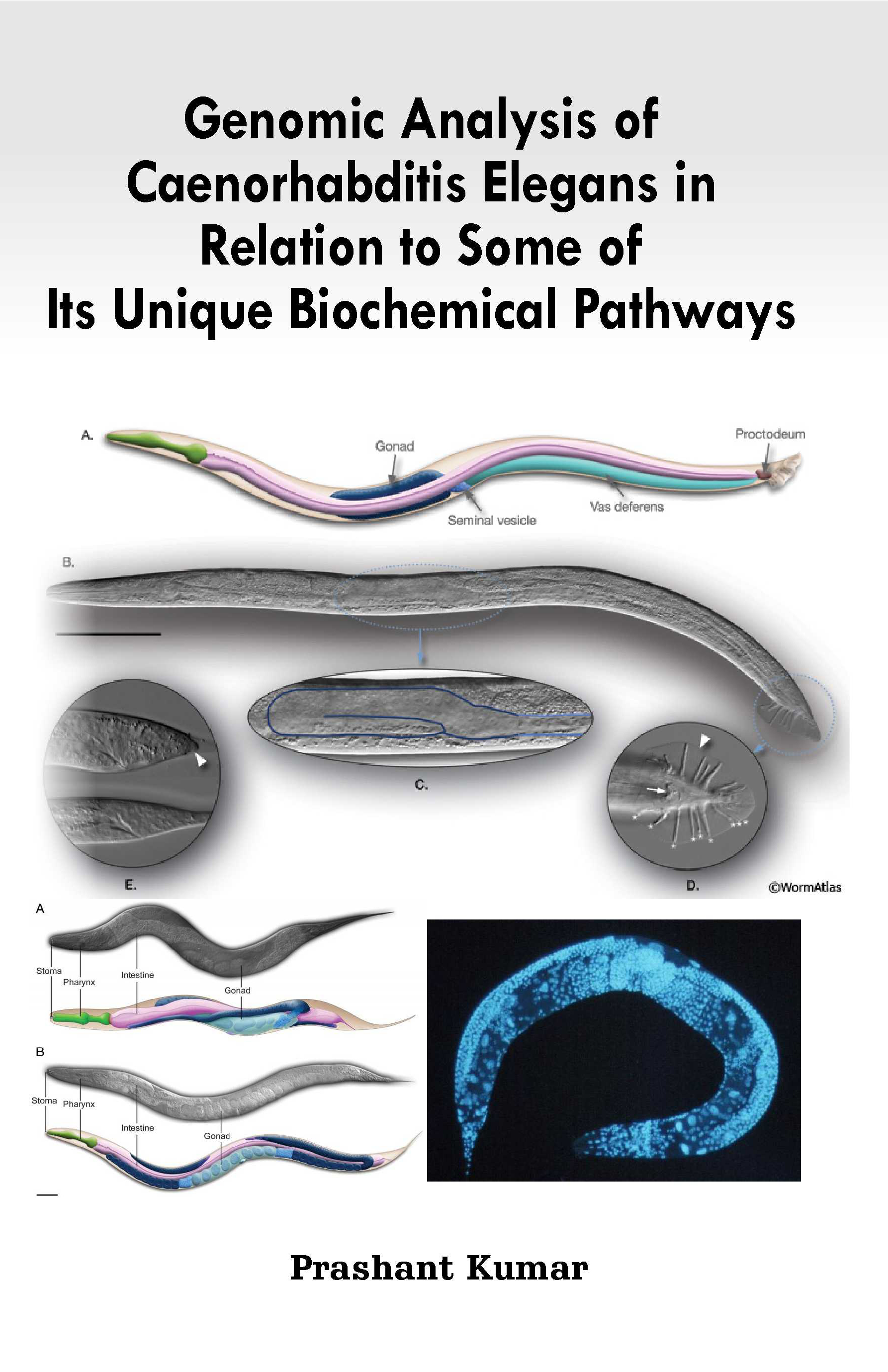 Genomic analysis of Caenorhabditis elegans